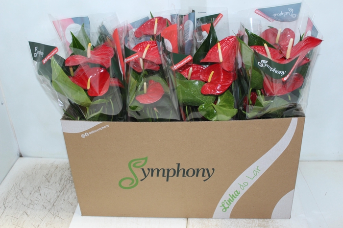 <h4>ANTHURIUM QUERIDA P15</h4>