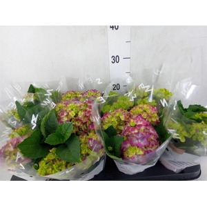 Hydrangea mac. 'Ningbo'
