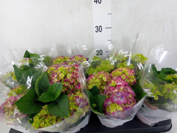 <h4>Hydrangea mac. 'Ningbo'</h4>