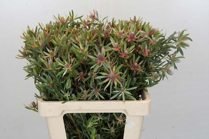 Leucadendron Ayoba Star Pearl