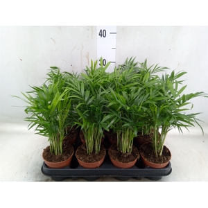 Chamaedorea elegans
