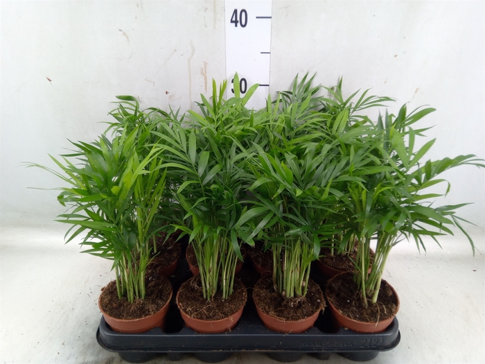 <h4>Chamaedorea elegans</h4>