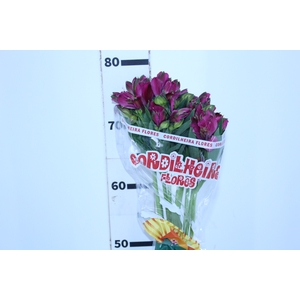 ALSTROEMERIA NAPOLI 080 CM