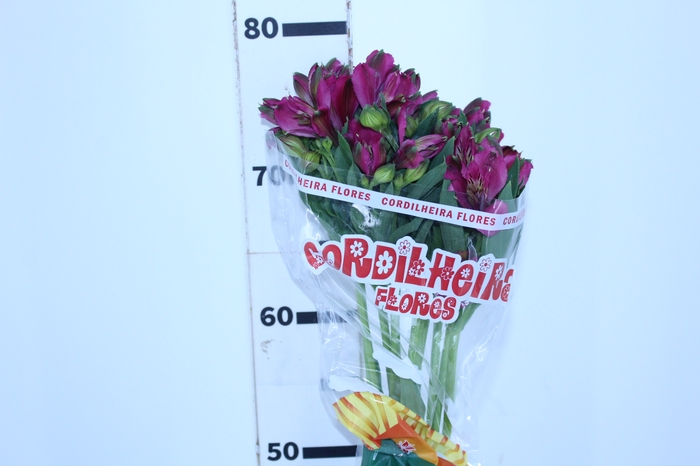 ALSTROEMERIA NAPOLI 080 CM