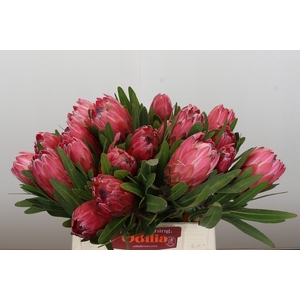 Protea Red Ice