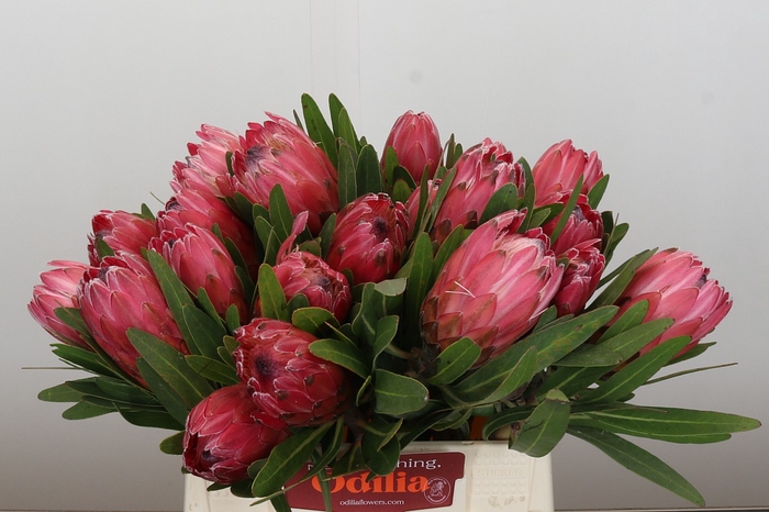 <h4>Protea Red Ice</h4>