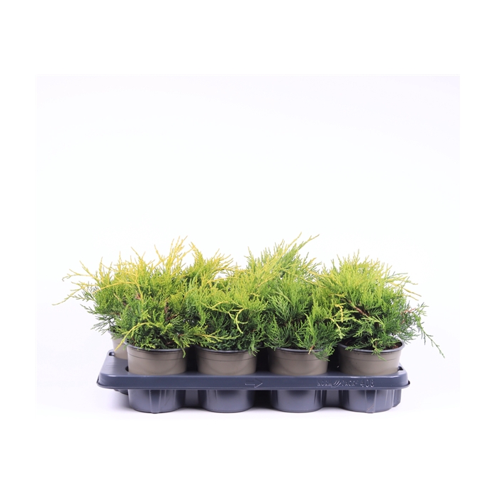 <h4>Juniperus x pfitzeriana 'Gold Coast'</h4>