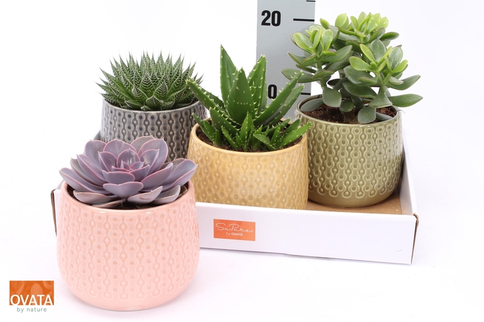 <h4>SUCC GEM 4 SRT</h4>