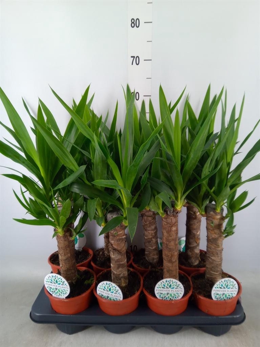 <h4>Yucca   ...</h4>