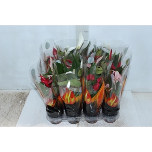 ANTHURIUM BANDEROLA VARIADO P09