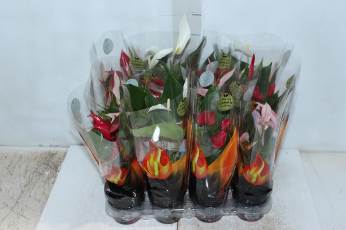 <h4>ANTHURIUM BANDEROLA VARIADO P09</h4>