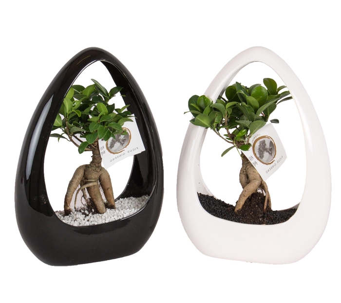 <h4>Ficus m. Ginseng pot ø09cm in ø23cm Ikebana Ceramic Black/White</h4>
