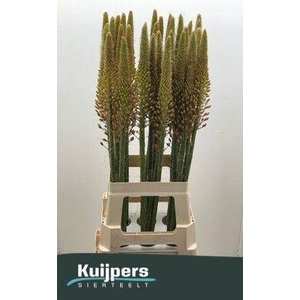 EREMURUS CLEOPATRA