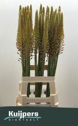 <h4>EREMURUS CLEOPATRA</h4>