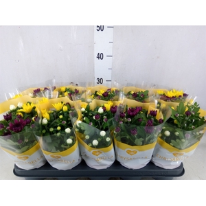Chrysanthemum   ..mix/pot
