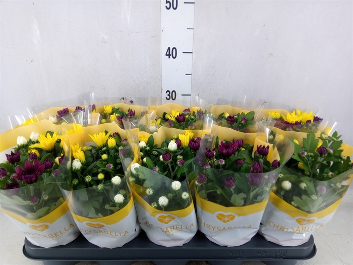 <h4>Chrysanthemum   ..mix/pot</h4>