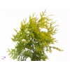 Conif.thuja Occi.spiralis