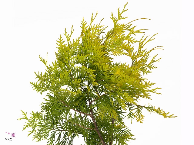 Conif.thuja Occi.spiralis