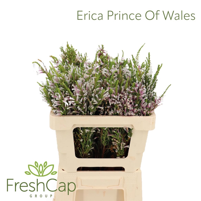 Erica Prince Of Wales