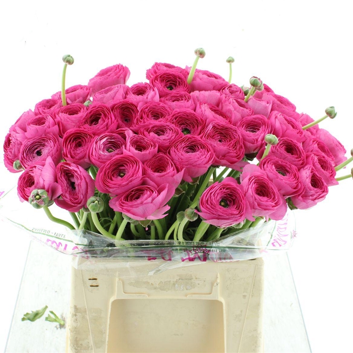 <h4>Ran Su Sr Laser Hot Pink Extra</h4>