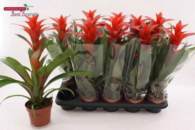 <h4>GUZM ALLURA</h4>