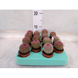 Cereus   ...