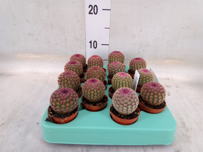 <h4>Cereus   ...</h4>
