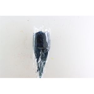 Dried Broom Bloom Blue Bunch