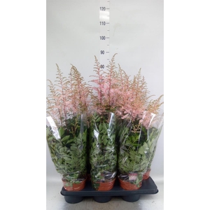 Astilbe   ...
