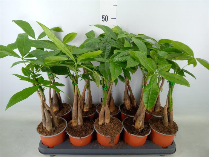 <h4>Pachira aquatica</h4>