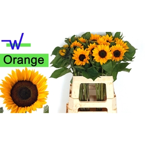 HELI SUNRICH ORANGE