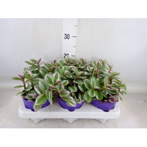 Tradescantia   ...
