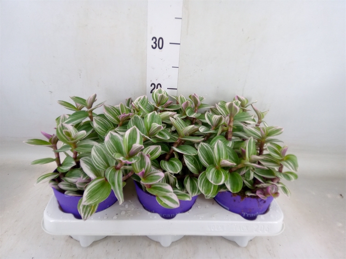 <h4>Tradescantia   ...</h4>