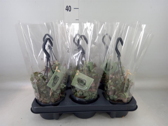 <h4>Ceropegia woodii ssp. woodii</h4>