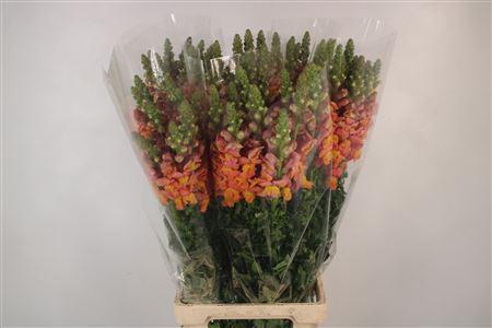 Antirrhinum It. Orange