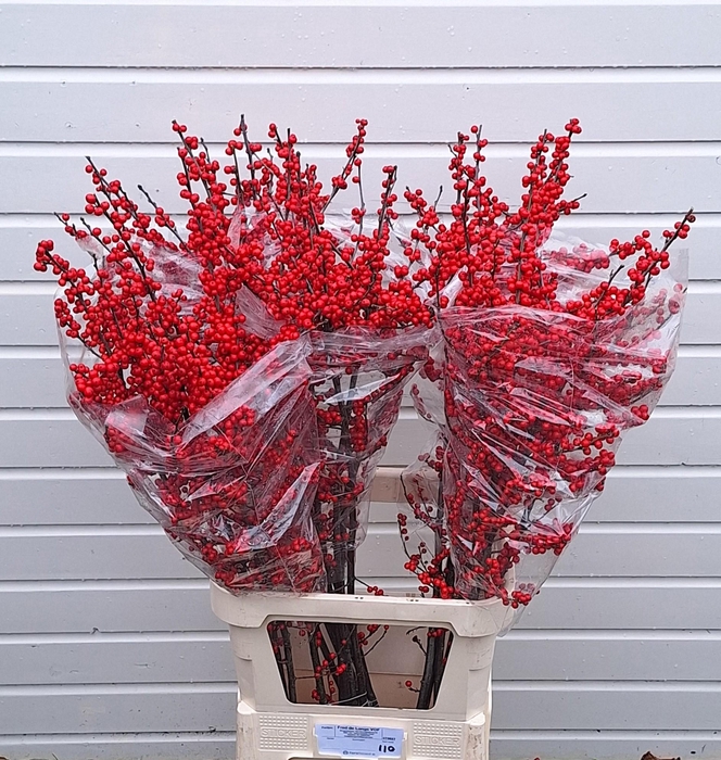 <h4>ILEX VE RODE BES</h4>