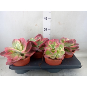 Kalanchoe NF thyrsiflora