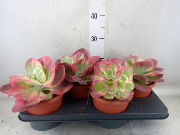 <h4>Kalanchoe NF thyrsiflora</h4>