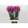 Dianthus St Tiepolo Fucsia