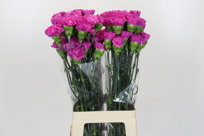 <h4>Dianthus St Tiepolo Fucsia</h4>