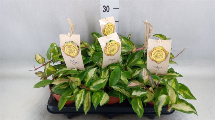 <h4>Hoya carnosa 'Tricolor'</h4>