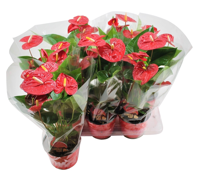 <h4>Anthurium XL.9 Jambo Red 14cm in blanco hoes</h4>