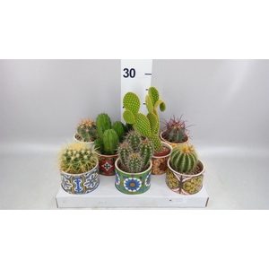 Cactus   ...