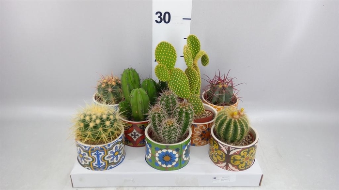 <h4>Cactus   ...</h4>