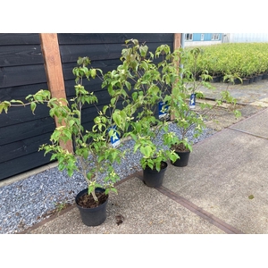 Cornus kousa mix