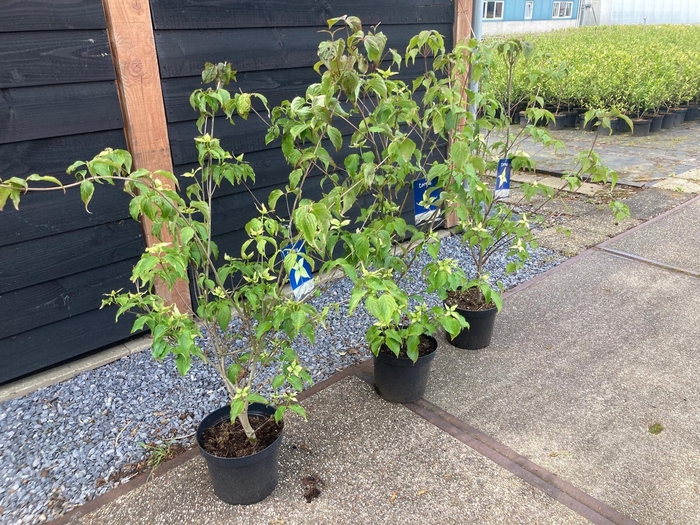 <h4>Cornus kousa mix</h4>
