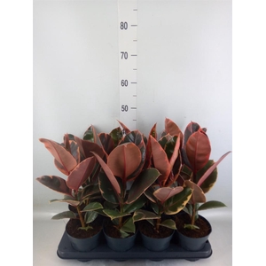 Ficus elastica 'Belize'