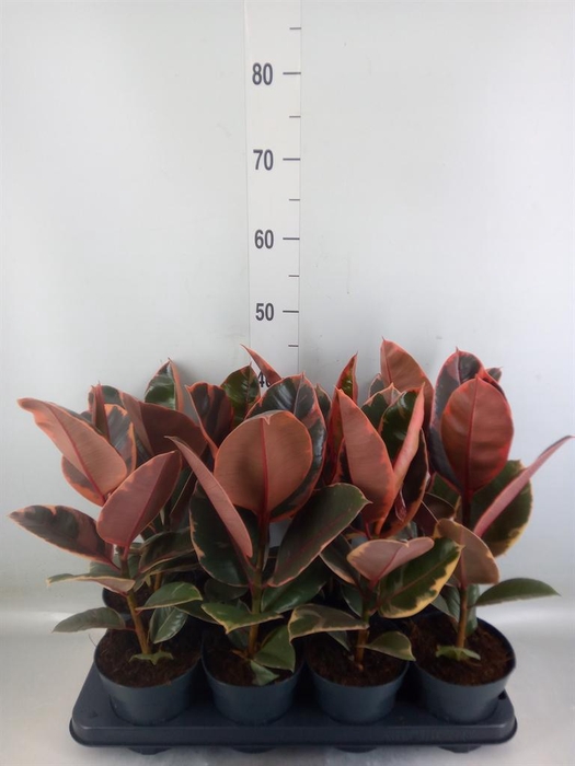 <h4>Ficus elastica 'Belize'</h4>