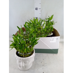 Dracaena sand. 'Lucky Bamboo' ..pyr