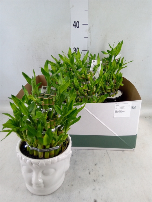 <h4>Dracaena sand. 'Lucky Bamboo' ..pyr</h4>